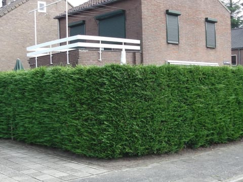 Cupressus x leylandii 'Ferndown'