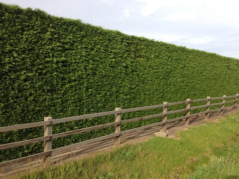 Cupressus x leylandii 'Leighton Green'