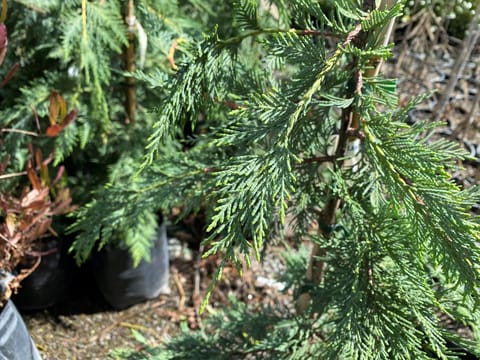 Cupressus x leylandii 'Naylor's Blue'