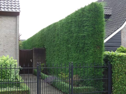 Cupressus x leylandii 'Stapehill'