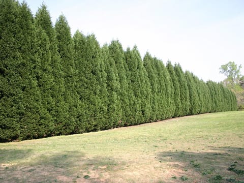 Cupressus x ovensii