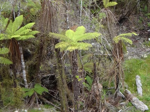 Cyathea cunninghamii