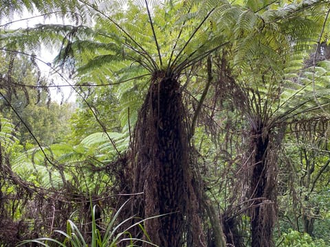 Cyathea dealbata