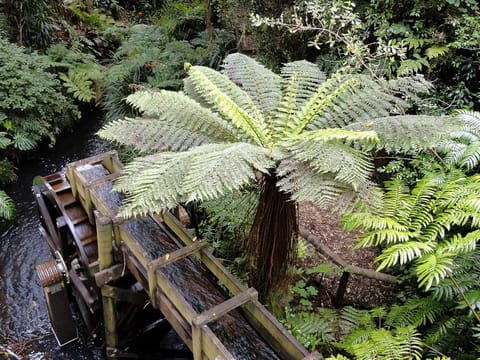 Cyathea smithii