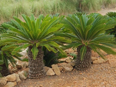Cycas revoluta