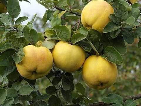 Quince 'Smyrna'