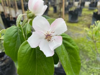 Quince 'Taihape' flower, white with pale pink edges and yellow-tipped stamens, among broad green leaves, with potted nursery trees behind.