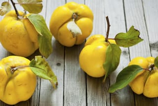 Ripe yellow Quince 'Taihape' (Cydonia oblonga) fruit with lumpy, ribbed skin and green leaves still attached, resting on weathered grey wooden boards.