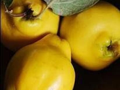 Quince 'Taihape'