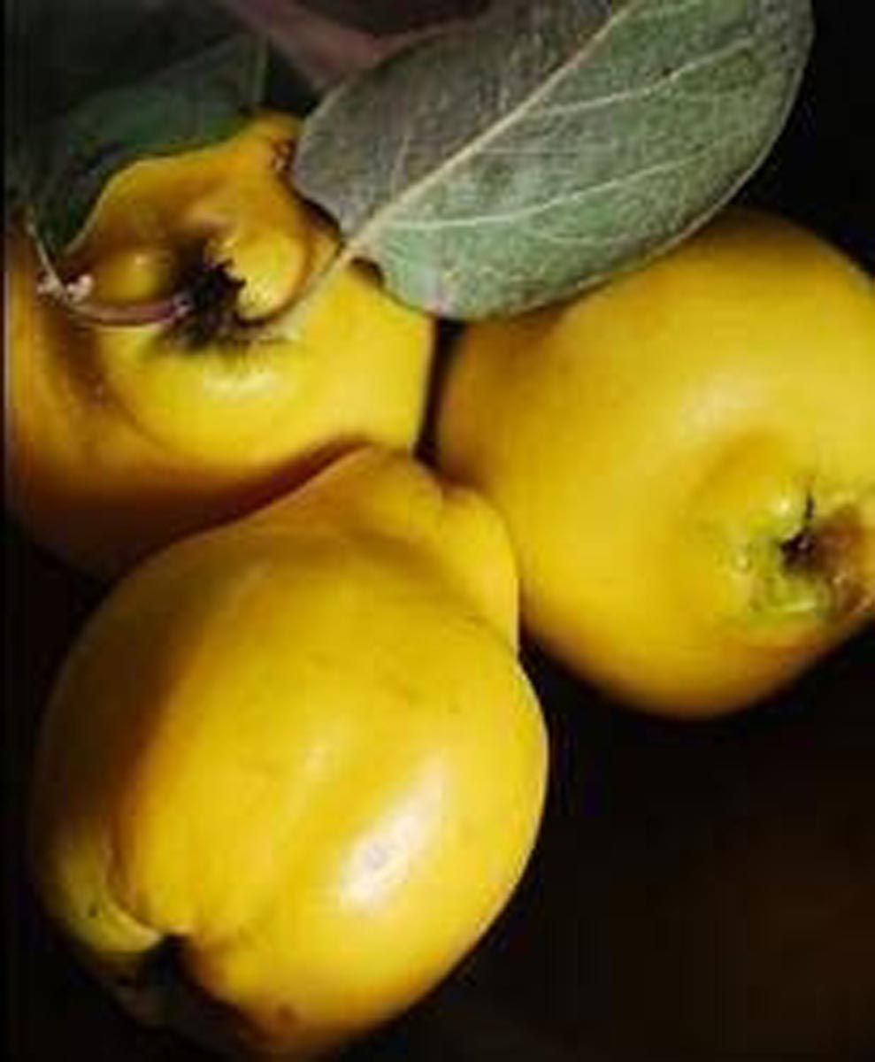 Three smooth, bright yellow Quince 'Taihape' fruit against a dark background, with a grey-green, softly downy leaf resting over one fruit.