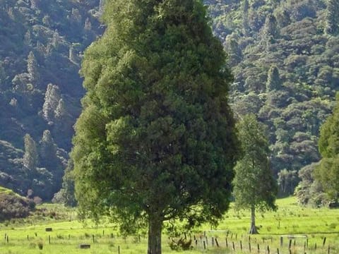 Dacrycarpus dacrydioides