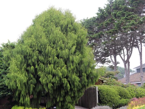 Dacrydium cupressinum