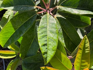 Daphniphyllum macropodum (Daphniphyllum) foliage, with large glossy green leaves radiating from pinkish-red stalks and beaded with water droplets in sunlight.