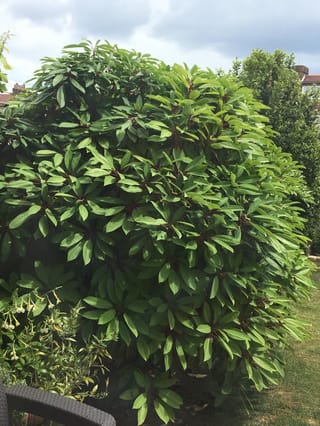 Daphniphyllum macropodum (Daphniphyllum), a dense rounded evergreen shrub with glossy green leaves in whorls on reddish stalks, growing in a garden beside a lawn.
