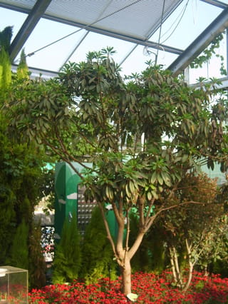 Daphniphyllum macropodum (Daphniphyllum) growing as a multi-stemmed tree with whorls of long, dark green leaves, planted in a glasshouse above red flowers.