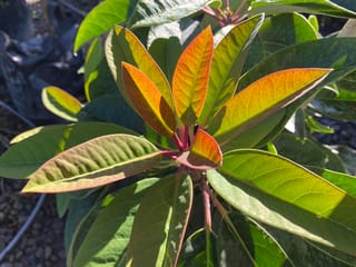 Daphniphyllum macropodum (Daphniphyllum) foliage with glossy green leaves and new orange-red growth on pink-red stalks, in sunlight.