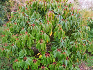 Daphniphyllum macropodum (Daphniphyllum), a bushy evergreen with glossy green leaves in whorls at the branch tips, radiating red stalks, growing in a garden.