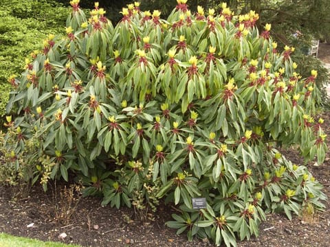 Daphniphyllum macropodum