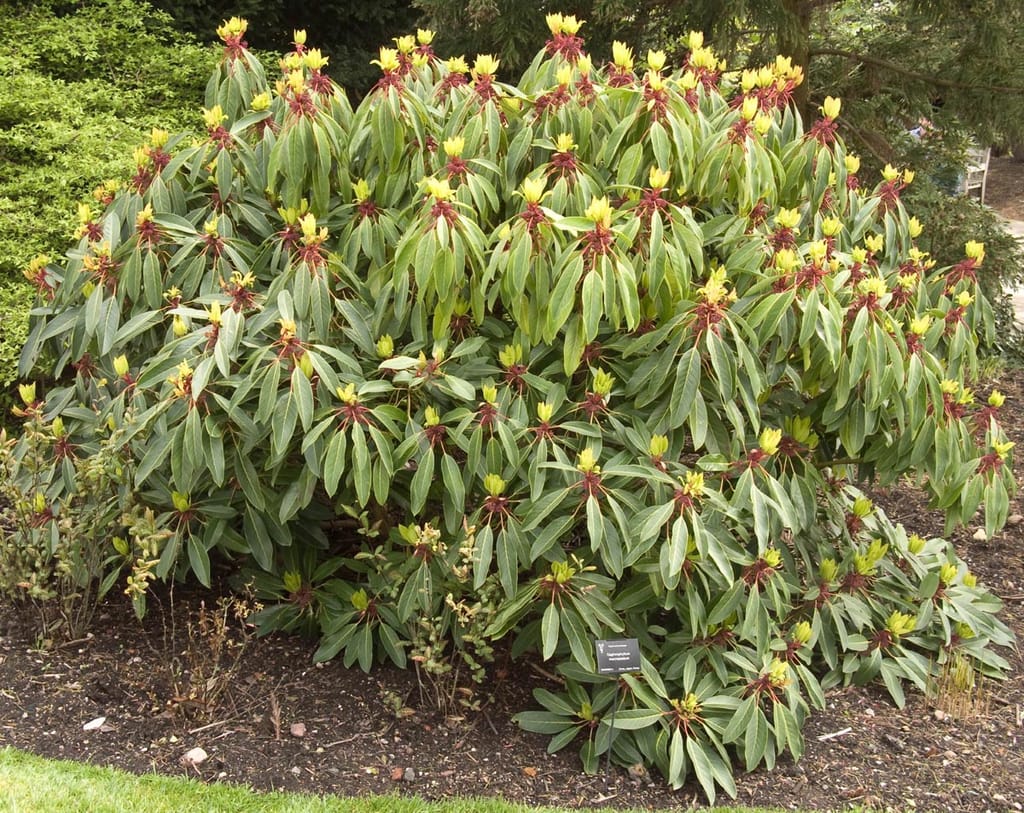Daphniphyllum macropodum (Daphniphyllum) shrub in a garden bed, with long green leaves in rosettes and yellow-green buds on red stalks.