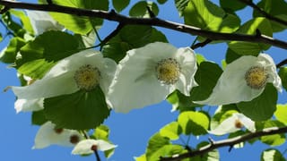 Davidia involucrata (Dove Tree) branches seen from below, with large white bracts hanging among bright green serrated leaves against a blue sky.