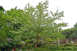 Davidia involucrata (Dove Tree) in a garden, a leaning trunk with spreading branches hung with white bracts among green leaves, beside shrubs and a flagpole.