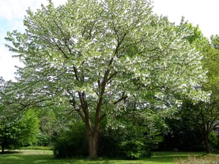 Davidia involucrata (Dove Tree), a mature deciduous tree with a branching trunk and canopy covered in hanging white bracts, standing on a lawn.
