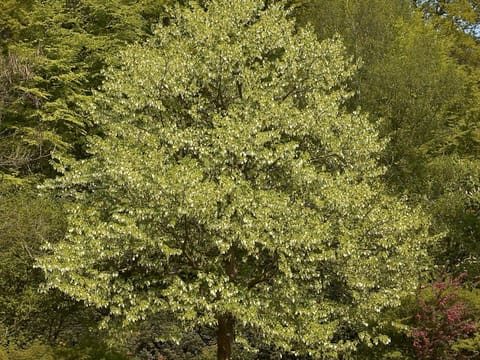 Davidia involucrata