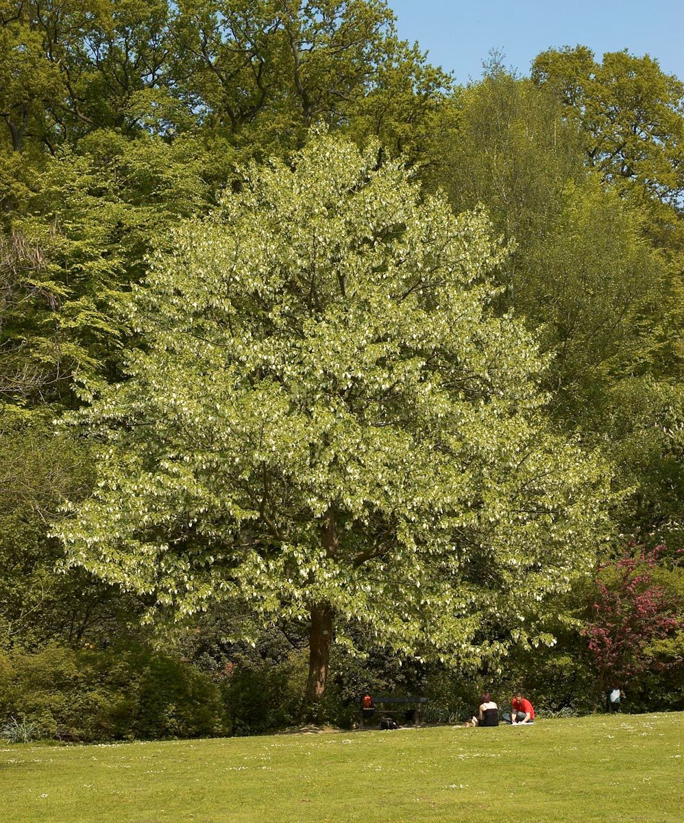Davidia involucrata (Dove Tree), a mature tree with white bracts among fresh green foliage, standing on a lawn with two people sitting nearby.