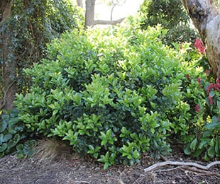 Viburnum odoratissimum 'Dense Fence' (Sweet Viburnum), a rounded shrub with glossy bright green foliage, growing in a garden bed beside tree trunks and mulch.