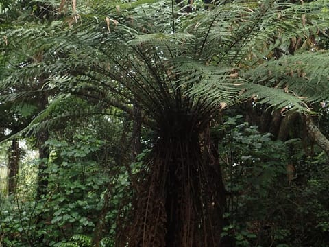 Dicksonia fibrosa