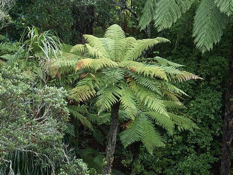 Dicksonia squarrosa