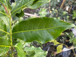 Close-up of a glossy dark green Dysoxylum spectabile (kohekohe) leaflet with pale central vein, on a young plant in a nursery.