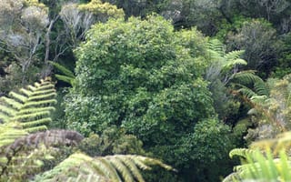 Dysoxylum spectabile (kohekohe) tree with a dense, rounded crown of glossy green foliage, surrounded by tree ferns and other native bush.