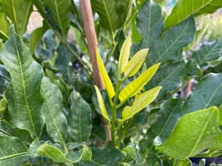 Dysoxylum spectabile (kohekohe) with bright yellow-green new leaves at a shoot tip, surrounded by larger glossy dark green leaves and a bamboo stake.