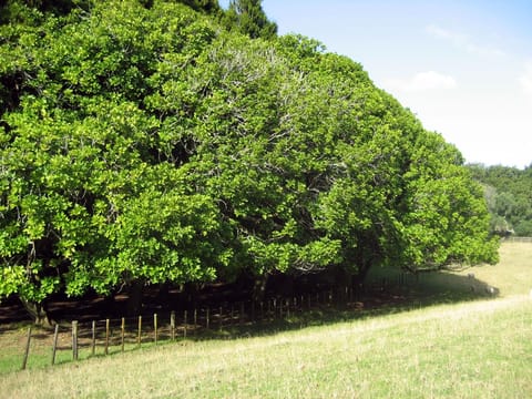 Dysoxylum spectabile