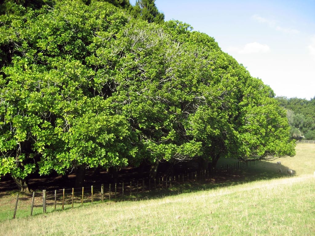 Dysoxylum spectabile (kohekohe) trees with dense, rounded bright green canopies beside a post-and-wire fence on a grassy paddock under blue sky.