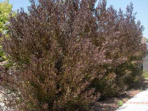 Dodonaea viscosa 'Purpurea'