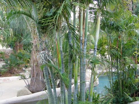 Dypsis baronii