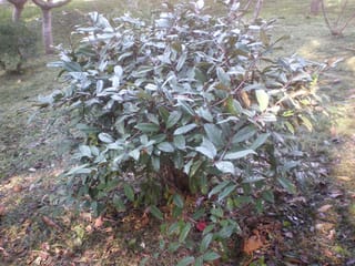 Elaeagnus x submacrophylla (Silverberry), a dense, rounded evergreen shrub with silvery-green leaves on reddish-brown stems, growing on grass with fallen leaves.