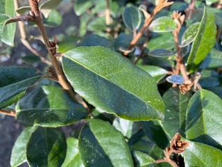 Close-up of Elaeagnus x submacrophylla (Silverberry) foliage, showing glossy dark green oval leaves with silvery speckles and brown scaly stems in sunlight.