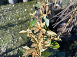 Elaeagnus x submacrophylla (Silverberry) shoot tips with silvery, bronze-speckled new leaves on reddish stems, above older green leaves, in a nursery setting.