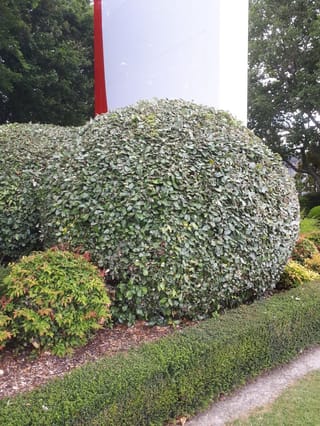 Elaeagnus x submacrophylla (Silverberry) clipped into a large rounded mound of dense grey-green foliage, with a low hedge and bark mulch in front.