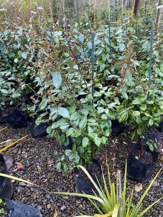 Elaeagnus x submacrophylla (Silverberry) shrubs in black planter bags on gravel, each staked, with glossy green oval leaves and bronze new growth.