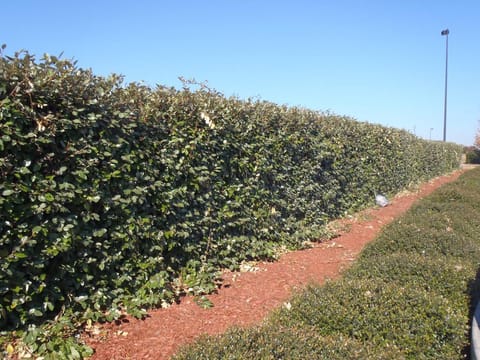 Elaeagnus x submacrophylla