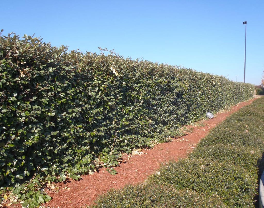 Elaeagnus x submacrophylla (Silverberry) as a tall, dense evergreen hedge with dark green foliage, beside a red mulch strip and a low clipped hedge.