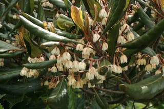 Elaeocarpus dentatus (hīnau) branches with clusters of small, drooping cream-white bell flowers on reddish stalks among glossy dark green leathery leaves.