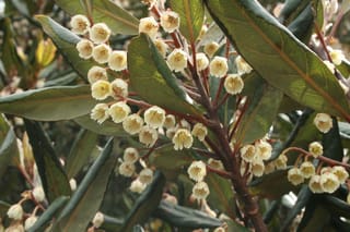 Elaeocarpus dentatus (hīnau) branch with clusters of small, bell-shaped cream flowers hanging from reddish stalks among leathery dark green leaves.
