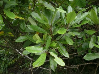 Elaeocarpus dentatus (Hīnau) foliage, showing glossy, leathery green leaves clustered at the tips of dark, twiggy branches, with a few yellowing leaves.