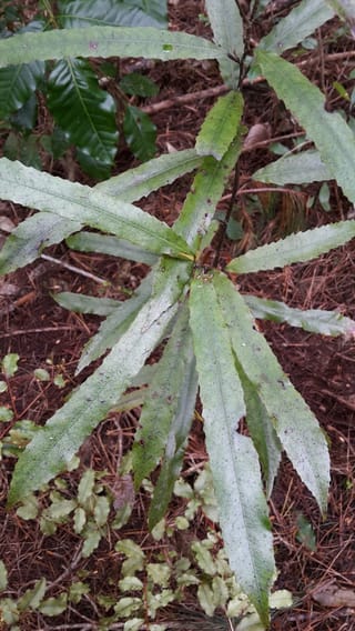 Elaeocarpus dentatus (hīnau) juvenile plant with long, narrow, serrated green leaves radiating from a thin stem, growing among forest floor litter.