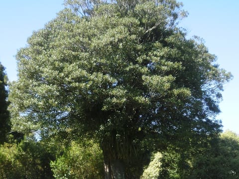 Elaeocarpus dentatus